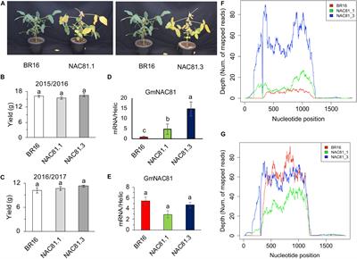 GmNAC81 Inversely Modulates Leaf Senescence and Drought Tolerance